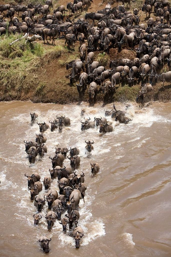 masai mara migracion