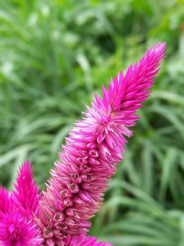 planta exterior celosia 06a