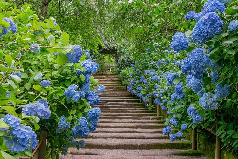 cultivar hortensias 1