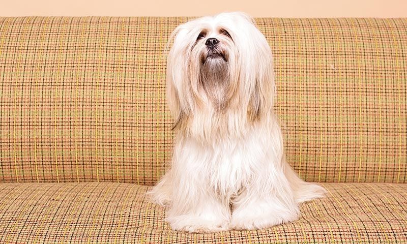 Lhasa Apso