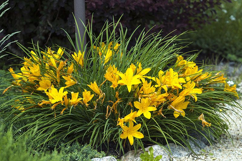 cultivar hemerocallis 8