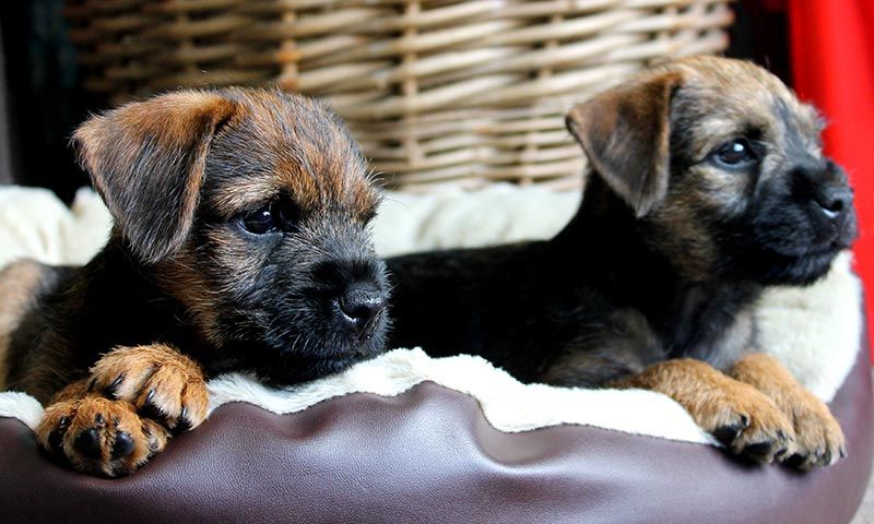 borderterrier