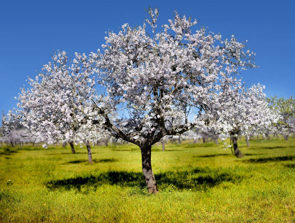 Almendro en flor