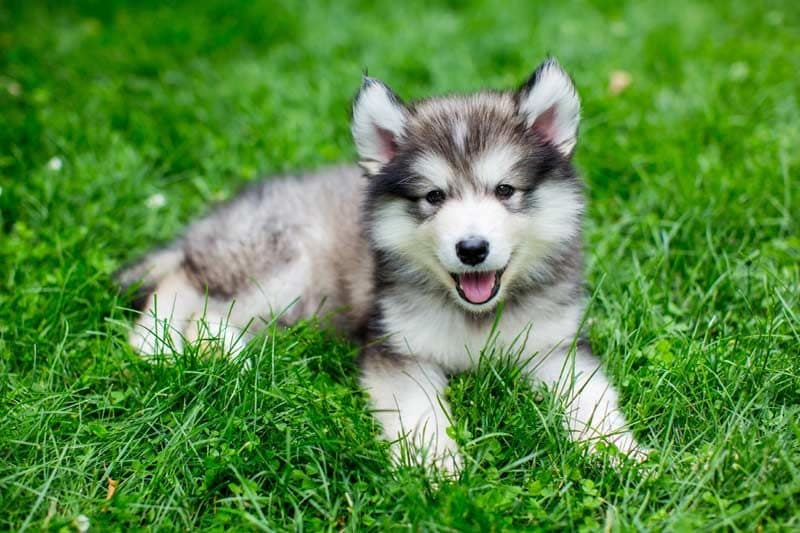 alaskan malamute 2a