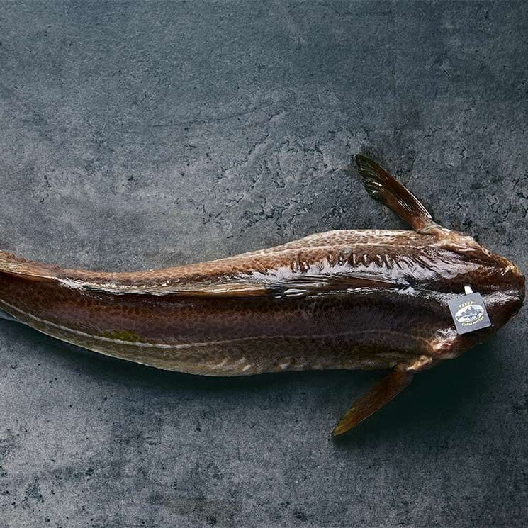 skrei entero