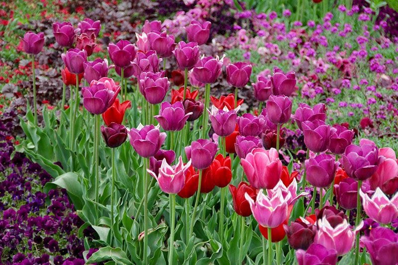 plantar tulipanes 5