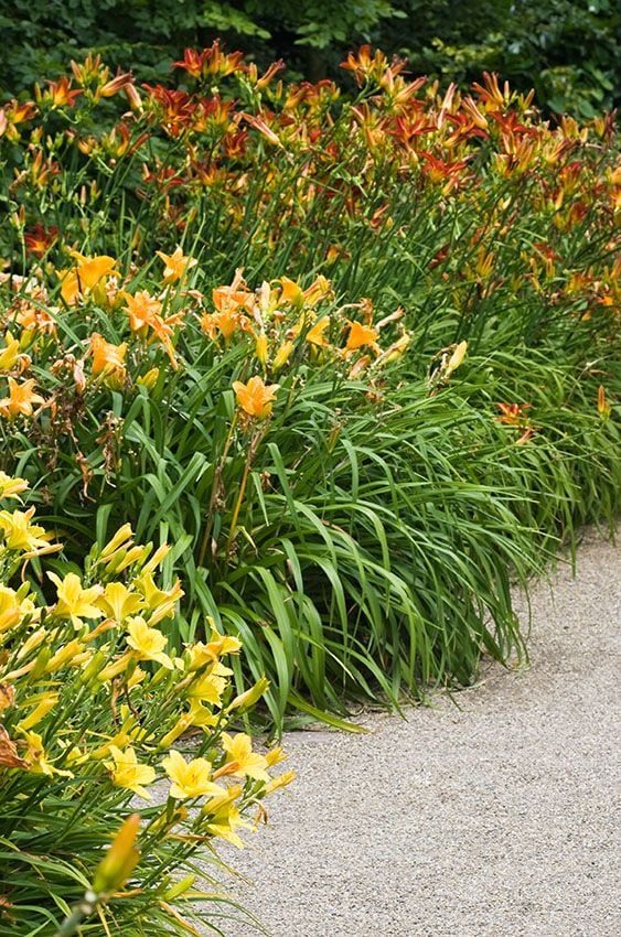 cultivar hemerocallis 4