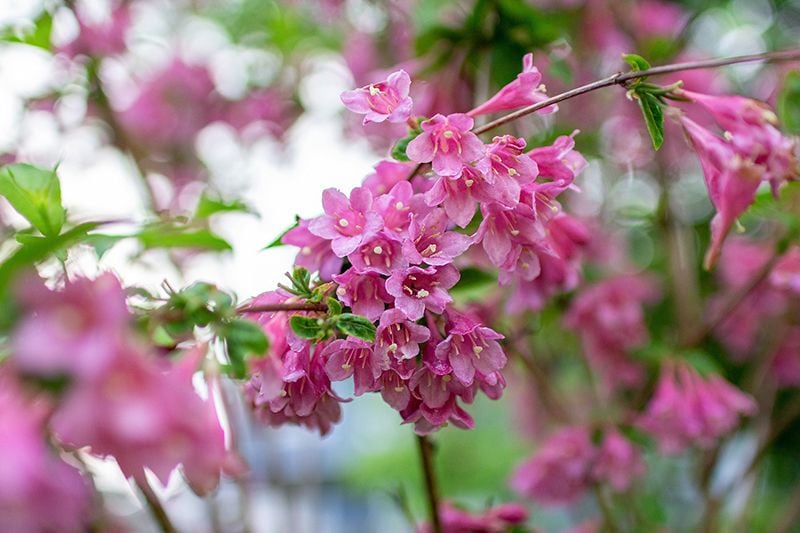 cuidados weigela 04a