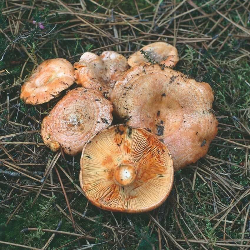 Níscalos en los bosques de Soria que en el otoño se llenan de estas setas.