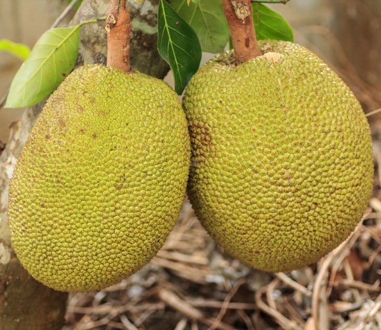 Jackfruit