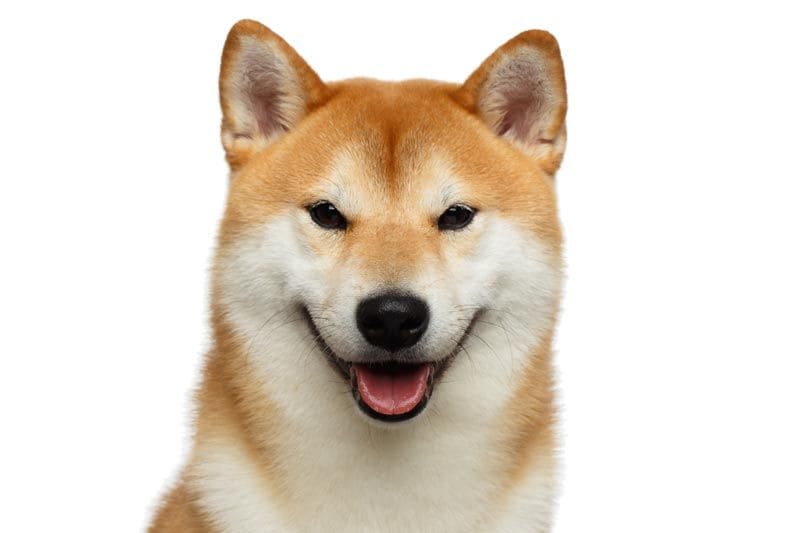 shiba inu 42a