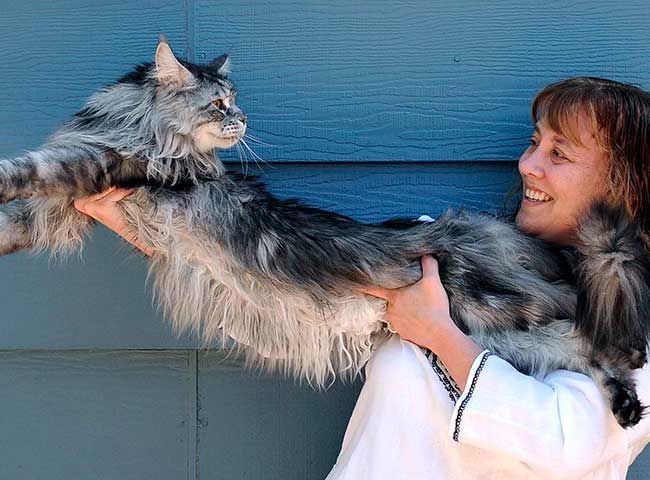 Mujer posando con un gato maine coon