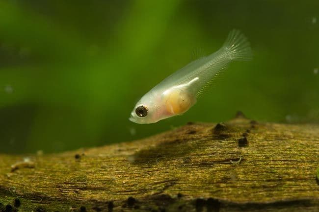 ¿Ha llegado el plástico al pescado que comemos?