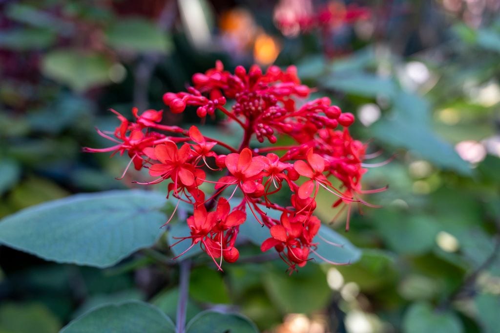 Clerodendrum buchananii