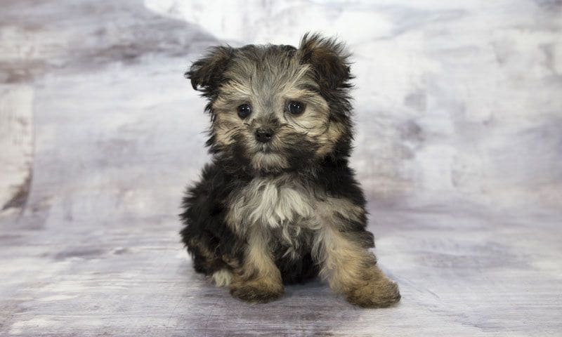 yorkiepoo