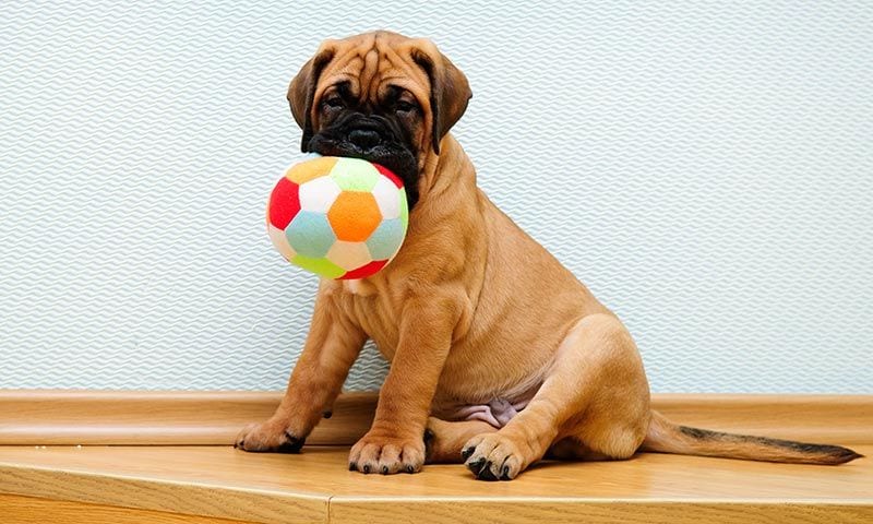 bullmastiff