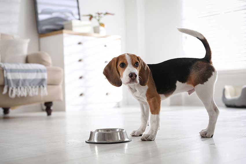 Un cachorro de beagle junto a su plato de comida en el interior de una casa