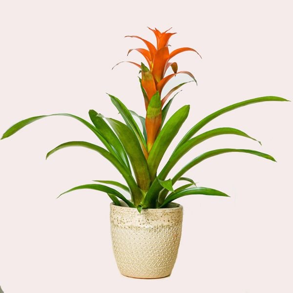 bromelia