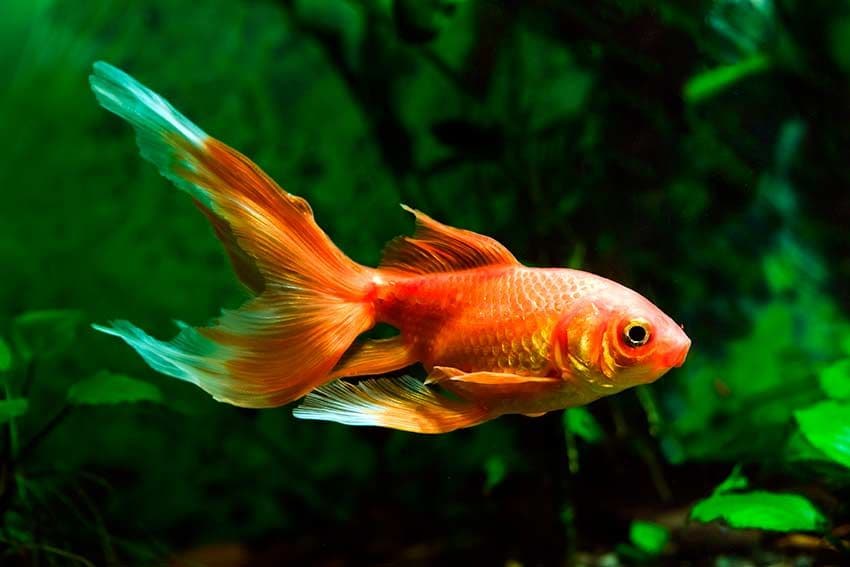 05 peces mas bonitos llamativos provocadores para acuario