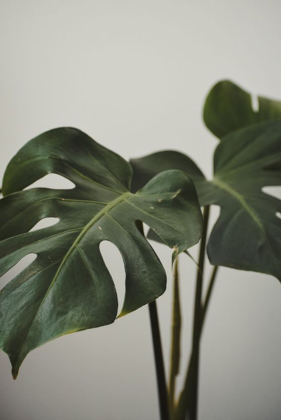 cuidados monstera 9