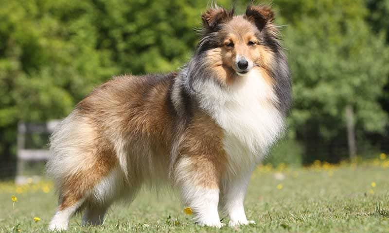 perro pastor de las islas shetland