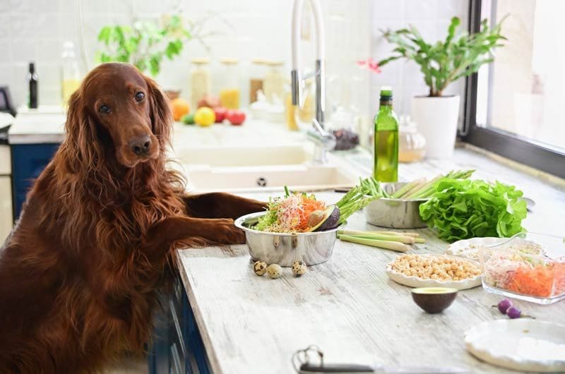 perro mesa comida