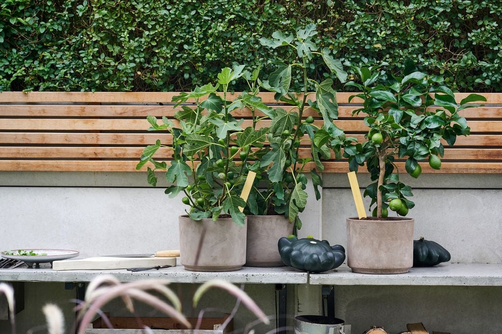 Plantas en una terraza