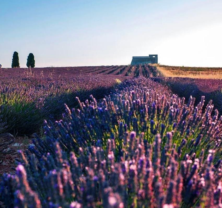 Primer Festival de Lavanda en Pezuela de las Torres, en la Alcarria madrileña