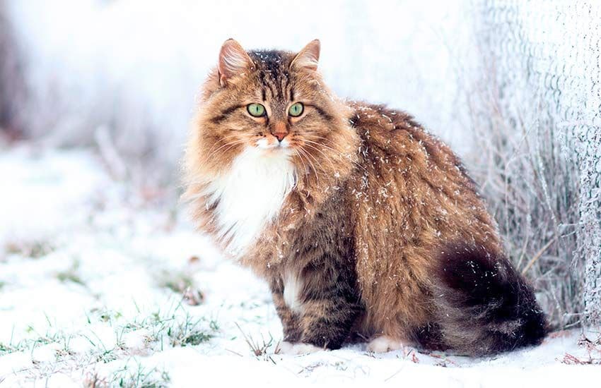 01 comparativa gato siberiano maine coon raza hipoalargenica