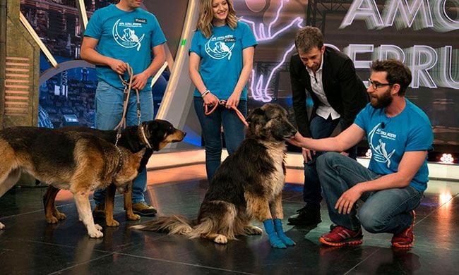 Amores perros en El Hormiguero 3.0