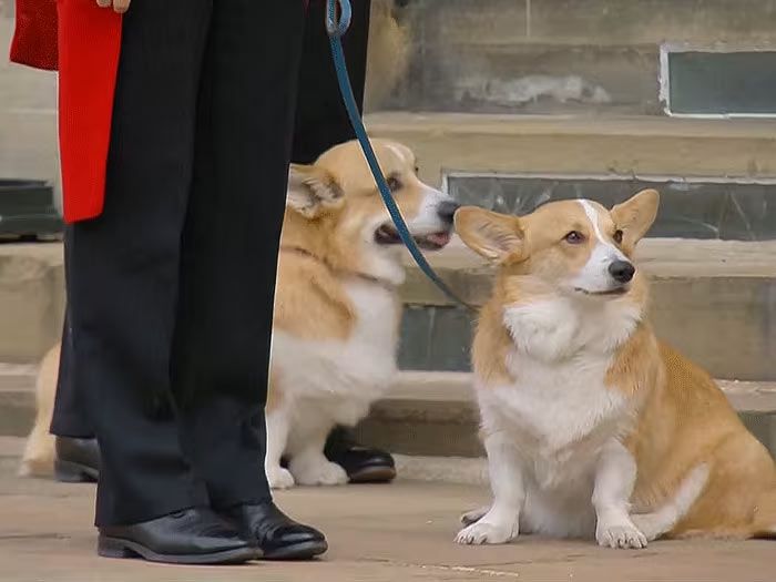 corgies-getty2