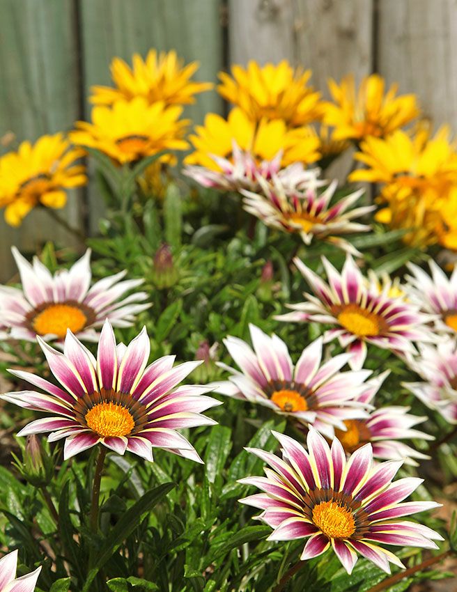 cultivo gazania 3