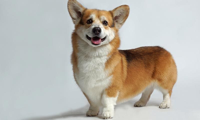 corgi