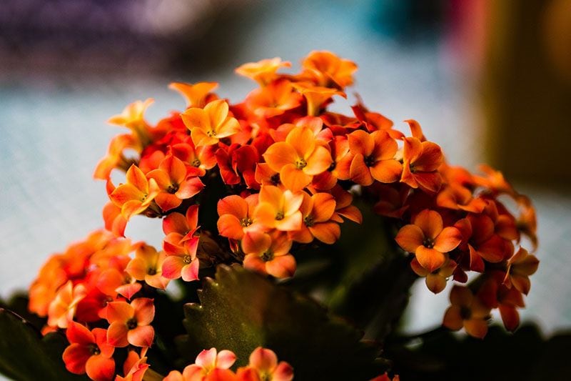 cultivo kalanchoe 4