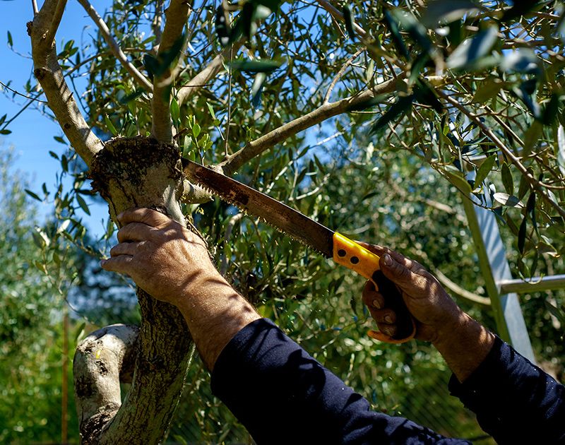 cuidados olivo 08a