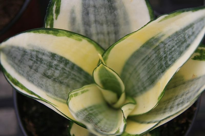 Sansevieria trifasciata cuidados 10