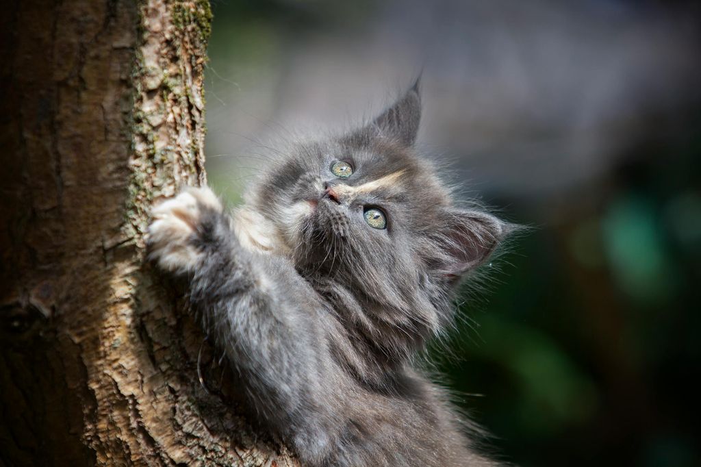 Gato arañando un árbol