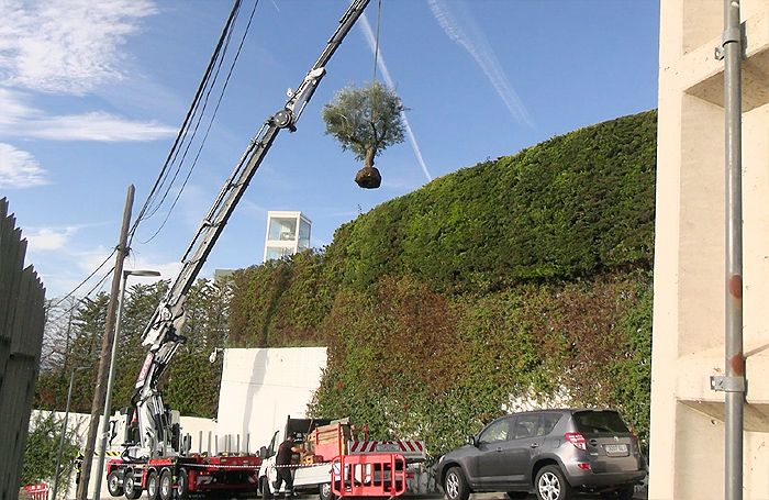 Shakira se lleva un árbol de su casa de Barcelona