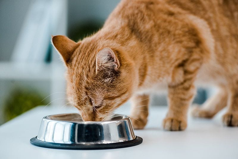 07 cosas que pueden estresar a un gato