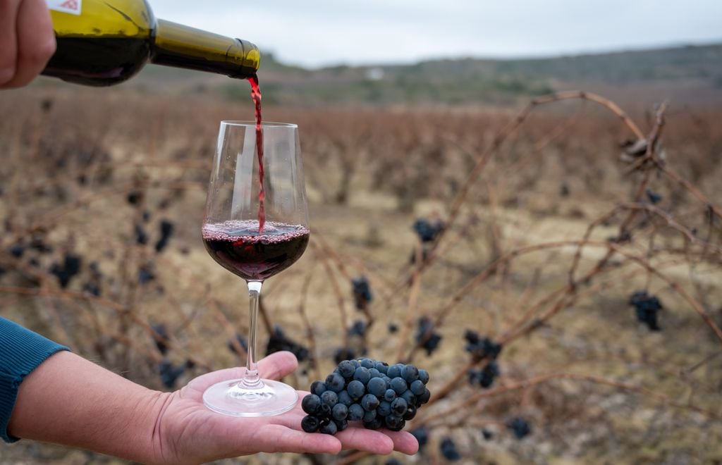 La variedad de uva tinta tempranillo es la más abundante en la Rioja Alavesa