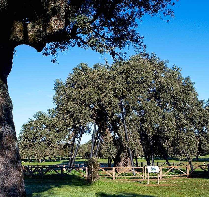 Encina La Terrona, Sierra de Montánchez-Tamuja, Cáceres