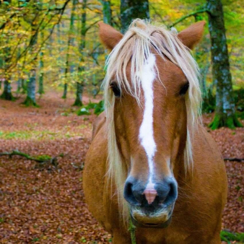 caballos en la selva de irati un bosque para el otono en navarra