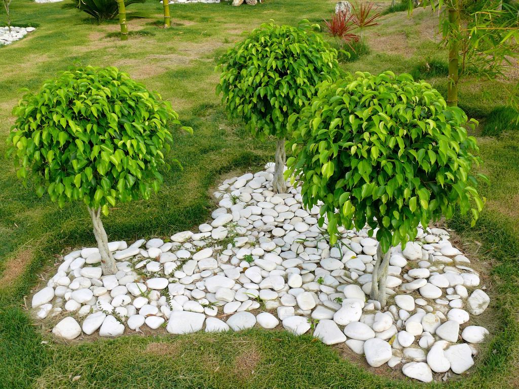 Ficus en exterior, uno tipo árbol