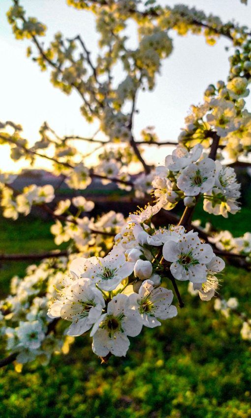 Cerezos en flor en Fundão