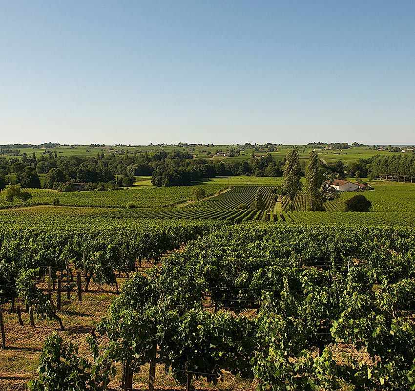 Viñedos de Burdeos