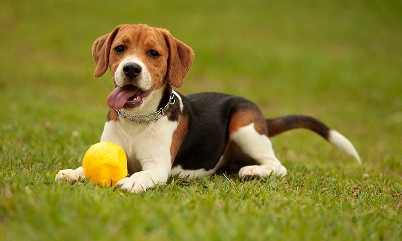 beagle