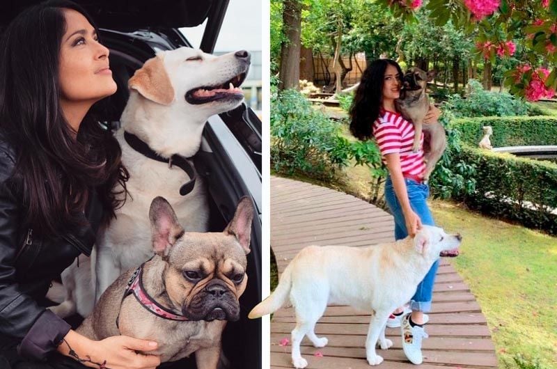 salma hayek divertidas fotos animales mascotas05