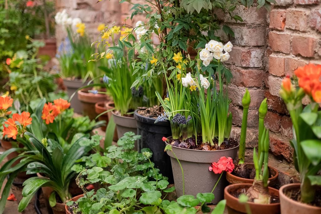 Plantas de flor