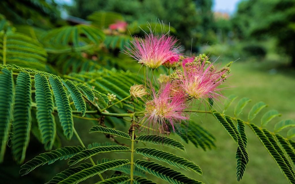 Albizia julibrissin o acacia de Constantinopla