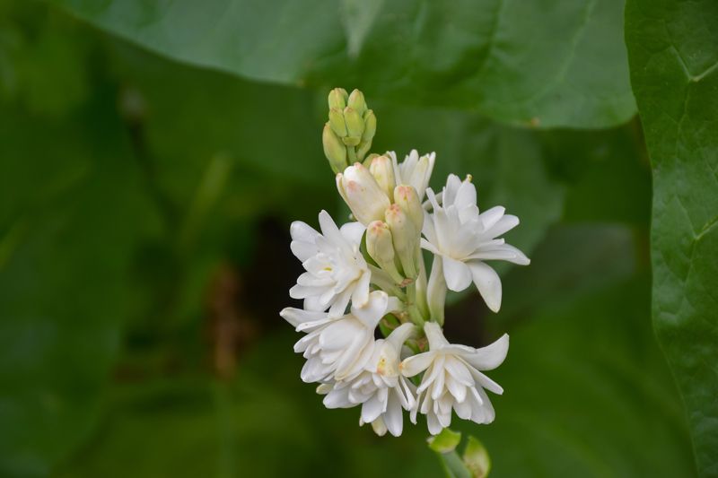 cultivo nardos planta tuberosa hola decoracion 03